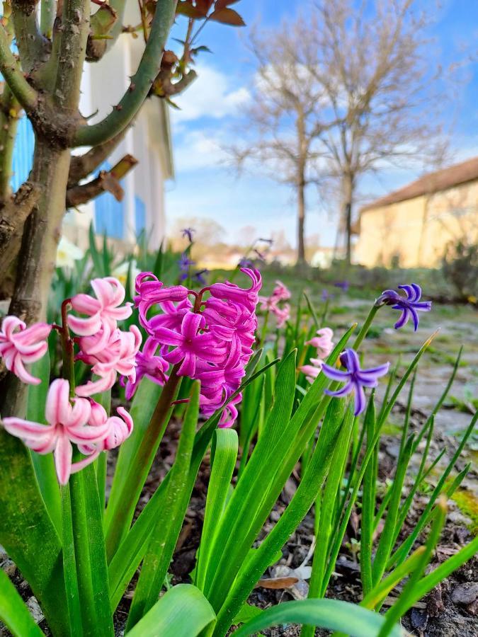 Ethno&Coffee House Tulip Bed & Breakfast Glozan Eksteriør bilde